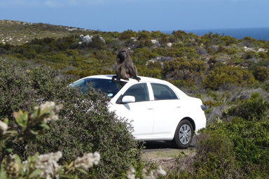 車に乗って移動する日常のような旅の一幕