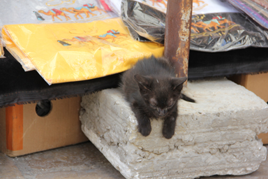 土産屋の前でウトウトする子猫
