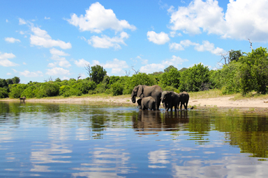 象の世界最大の生息地を進む
