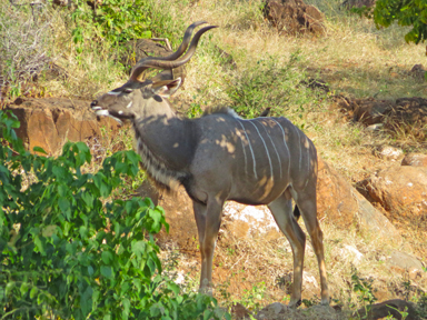 異様なオーラを放つ動物の姿
