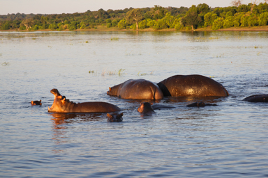 あくびするカバの油断ならない可愛さ