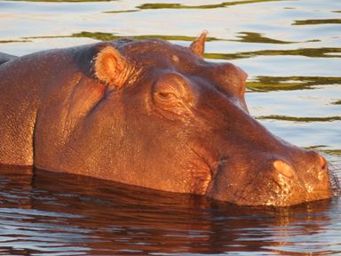 かわいく見えても危険なカバの真実