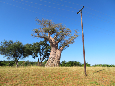 観葉植物のバオバブとアフリカの太陽