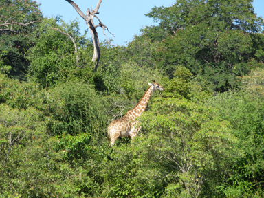 首を伸ばさずに食べるキリンの朝食