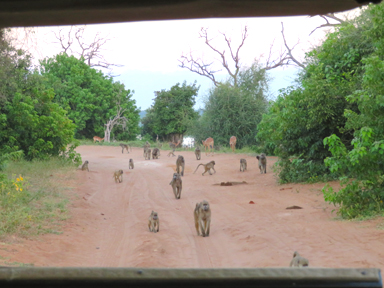 サルの通過を待つサファリカー