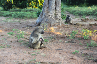 早朝の眠気とともに始まるサファリ