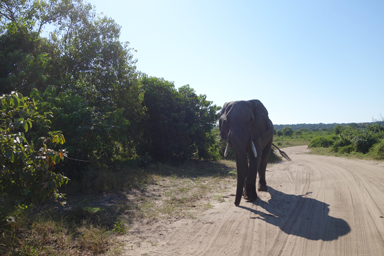 真横を通過する動物に息をひそめる