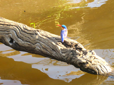 鳥の魅力に気づいた瞬間