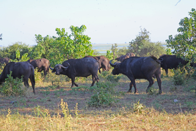バッファローの群れが見せる意外な表情