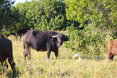 草を食べる姿の裏に潜むドラマ
