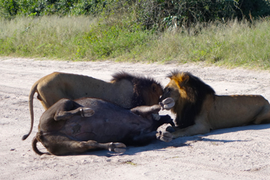 サファリで目の当たりにする弱肉強食の現実