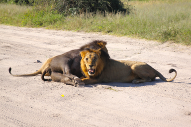 鋭い目つきの肉食動物の迫力
