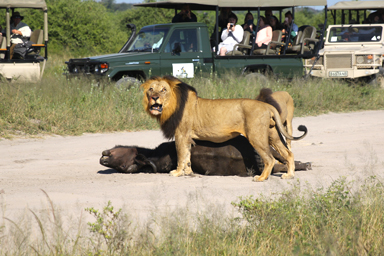 サファリカーが集まりすぎて動物の機嫌が悪化