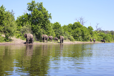 軽やかに歩く象たちの楽園