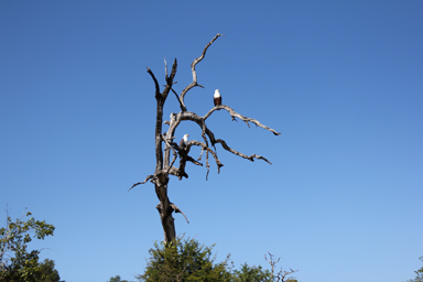 ゲームの中と同じリアルなアフリカ