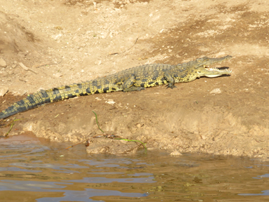 動かないワニに潜む危険