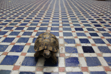 イスラムタイルの上を歩くカメ
