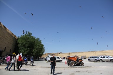 鳥たちの住処となった城壁の穴