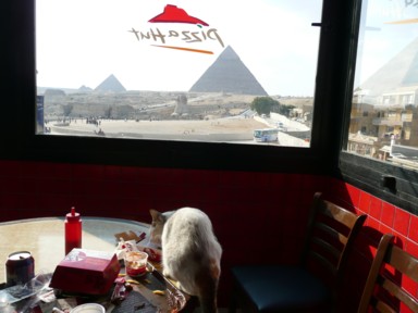 観光地でくつろぐ野良猫たち