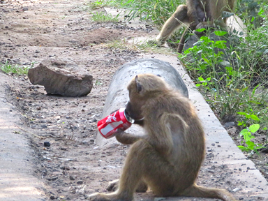 ヴィクトリアフォールズのサルがコカ・コーラの缶を拾い飲みする瞬間