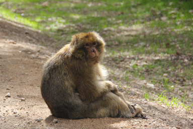 優しい表情の野生猿