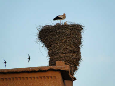 屋根に作ったコウノトリの大きな巣