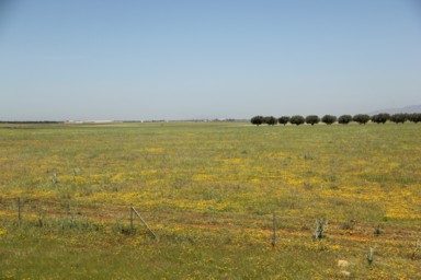 車窓に流れる黄色とピンクの花の風景