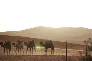 砂漠にたたずむラクダたちの穏やかな表情