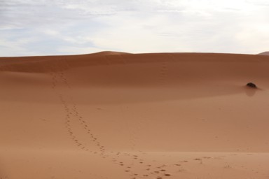 砂に残る足跡を記憶に刻む瞬間