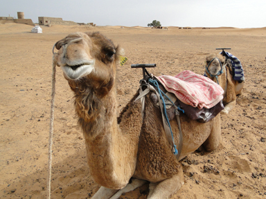 ラクダの印象的なくちびる