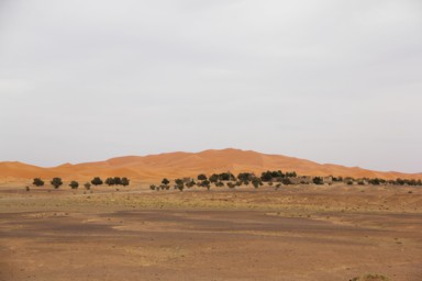 砂漠と緑の境界がくっきりと現れる場所