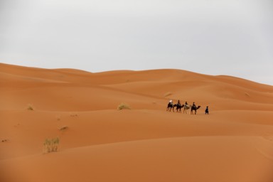 ラクダに乗って砂漠を旅する体験