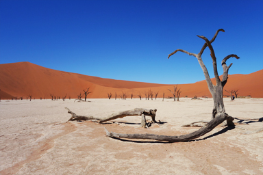 ナミブ砂漠の幻想的な赤い砂丘
