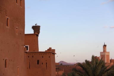 こうのとりの姿に本物の意味を知る瞬間