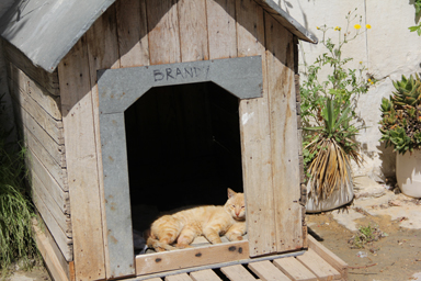 犬小屋ではなく猫小屋を持つ猫
