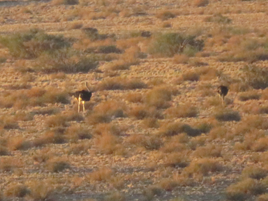 空を捨てた鳥の陸上最速ランナー