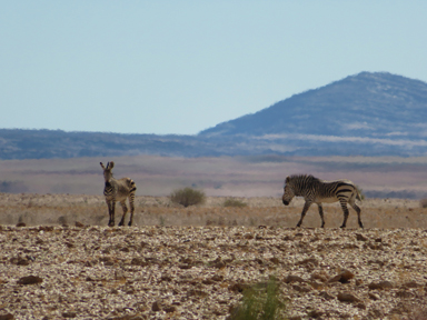 大平原を歩く野生のシマウマ