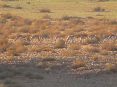 高倍率カメラでのぞく野生の世界