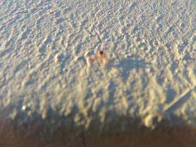 サソリに注意しながら歩く砂の上