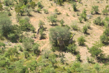 上空からキリンを見下ろす貴重な体験