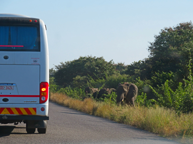 街のはずれを歩く象の姿