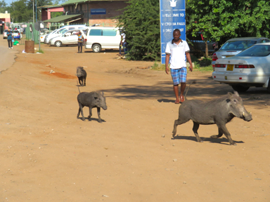 街のメインストリートを歩くイボイノシシ