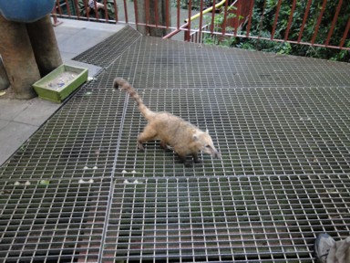 観光客に慣れた動物との絶妙な距離感