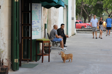 レストランの前で中をのぞく犬