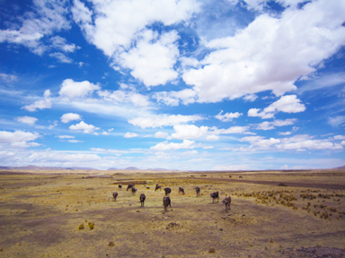 草食動物だけの平和なサファリ風景