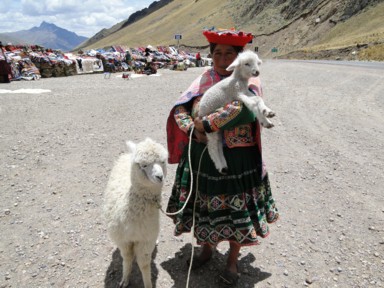 かわいらしいアルパカ親子