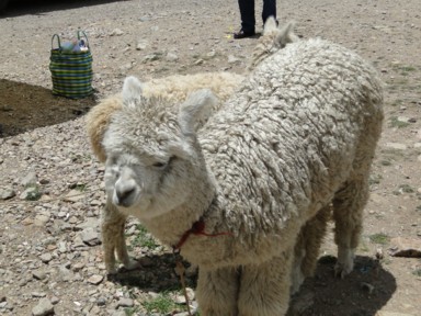 観光客の心をつかむアルパカの魅力