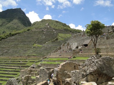 石の隙間に咲く花と流れる水の音