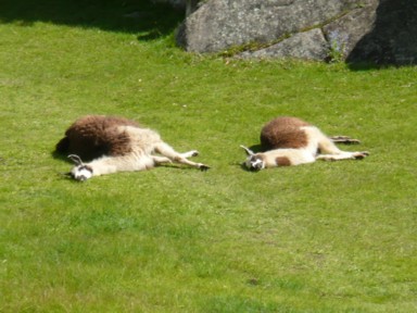 リャマ夫婦が揃って昼寝