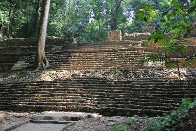 ジャングルに響く謎の声に耳をすます